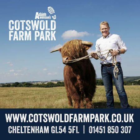 Things to do in Gloucester visit Cotswold Farm Park