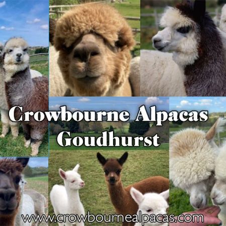 Things to do in Tunbridge Wells visit Crowbourne Alpacas