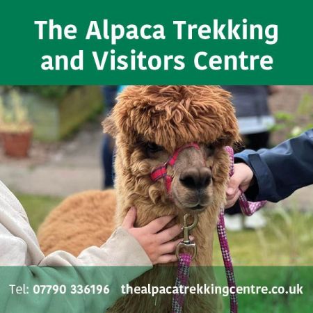 Things to do in Stirling visit Alpaca Trekking