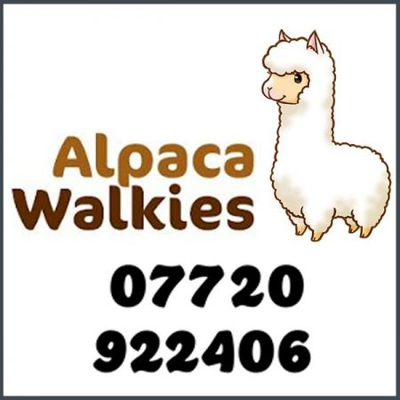 Things to do in Bude visit Alpaca Walkies