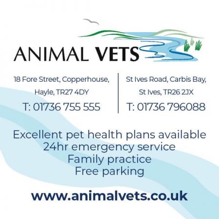 Things to do in St Ives visit Animal Vets