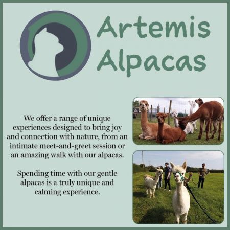 Things to do in Liverpool visit Artemis Alpacas