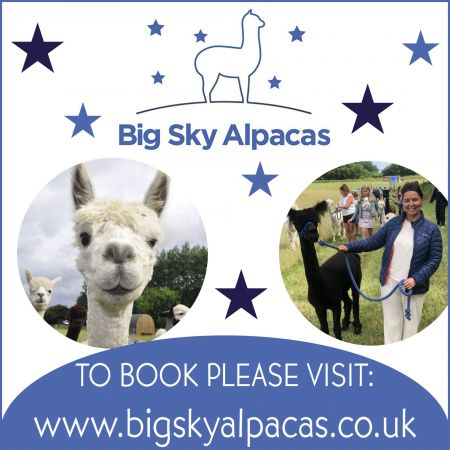 Things to do in Skegness visit Big Sky Alpacas