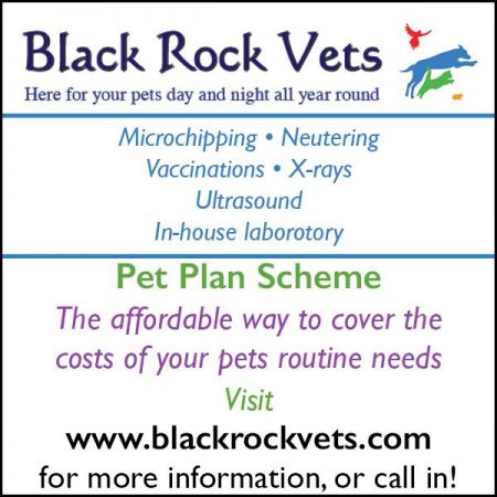 Things to do in Burnham-on-Sea visit Black Rock Vets