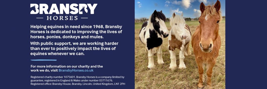 Things to do in Lincoln visit Bransby Horses