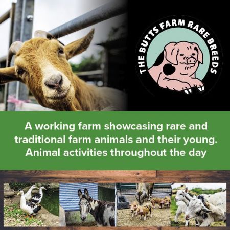 Things to do in Tetbury & Malmesbury visit The Butts Farm Rare Breeds