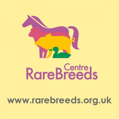 Things to do in Romney Marsh visit The Rare Breeds Centre