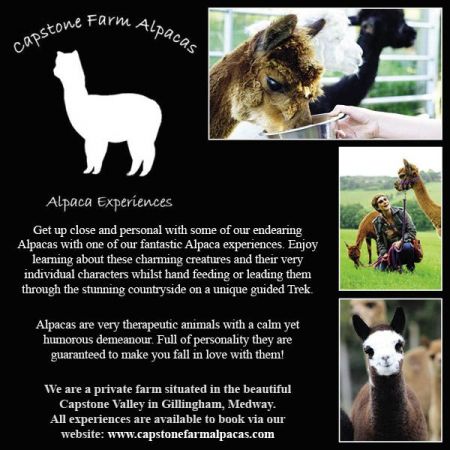 Things to do in Rochester & Chatham visit Capstone Farm Alpacas