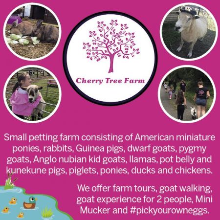 Things to do in Bury St Edmunds visit Cherry Tree Farm
