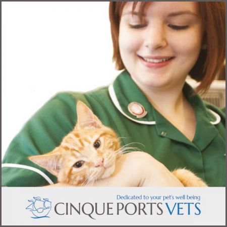 Things to do in Romney Marsh visit Cinque Port Vets