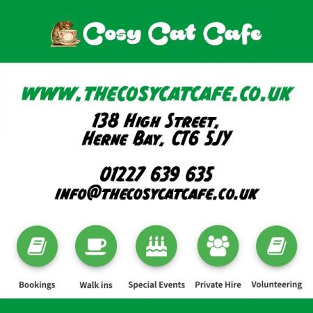 Things to do in Whitstable & Herne Bay visit Cosy Cat Cafe