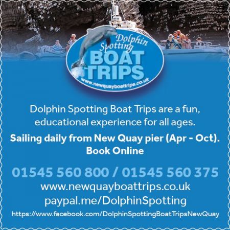 Things to do in Aberystwyth visit Dolphin Spotting Boat Trips