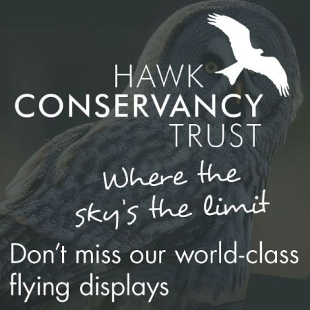 Things to do in Andover visit Hawk Conservancy Trust