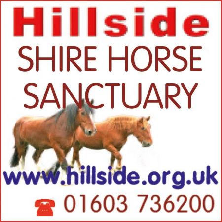 Things to do in Cromer visit Hillside Shire Horse Sanctuary