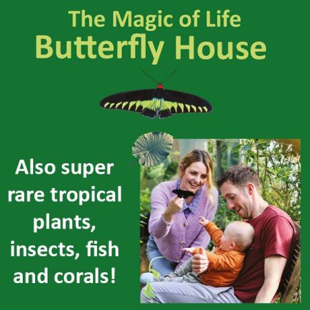 Things to do in Aberystwyth visit Magic of Life Butterfly House
