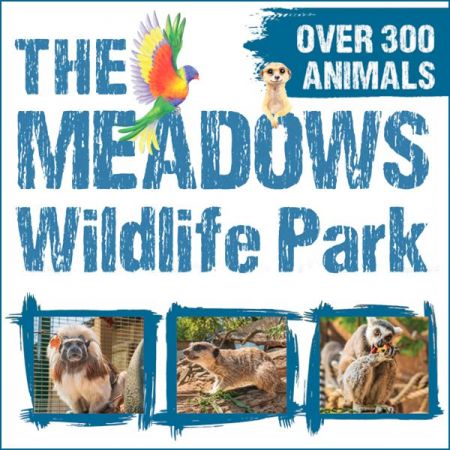 Things to do in Cardiff visit Meadows Wildlife Park