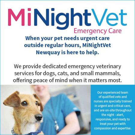 Things to do in Newquay visit MiNightVet