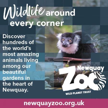 Things to do in Redruth & Camborne visit Newquay Zoo
