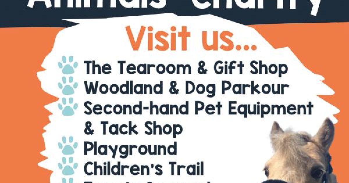 Things to do in Carlisle Visit Oak Tree Animals' Charity