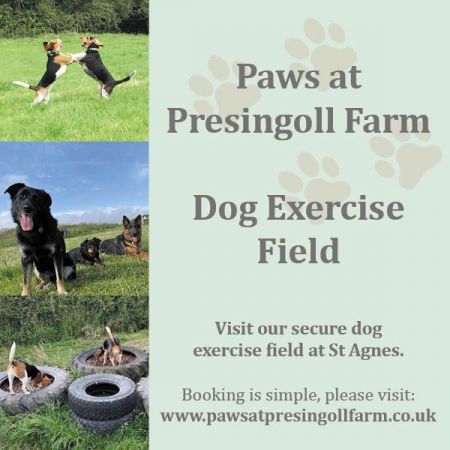 Things to do in Redruth & Camborne visit Paws at Presingoll Farm