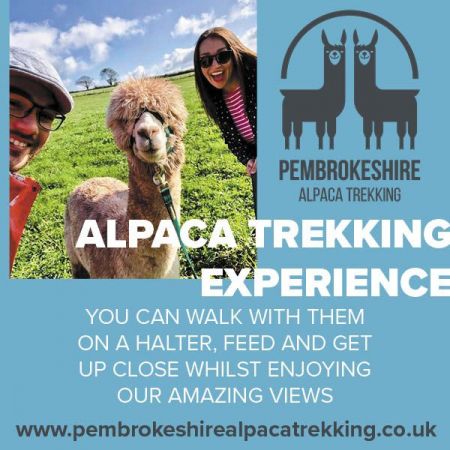 Things to do in Tenby visit Pembrokeshire Alpaca Trekking