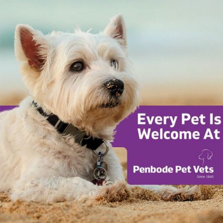 Things to do in Bude visit Penbode Vets