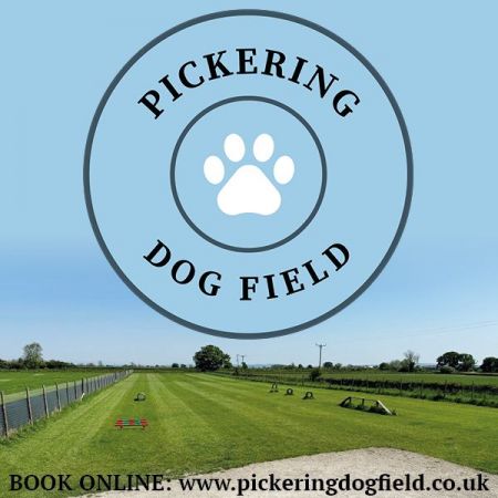 Things to do in Malton & Pickering visit Pickering Dog Field
