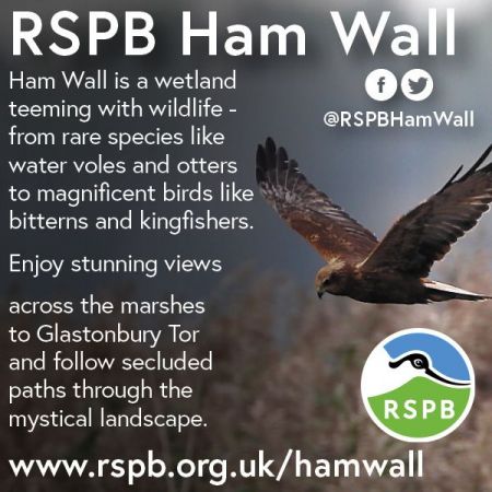 Things to do in Shepton Mallet, Wells & Glastonbury visit RSPB Ham Wall
