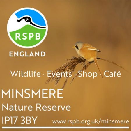 Things to do in Aldeburgh & Southwold visit RSPB Minsmere