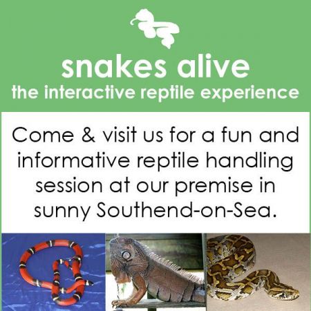 Things to do in Southend-on-Sea visit Snakes Alive Limited