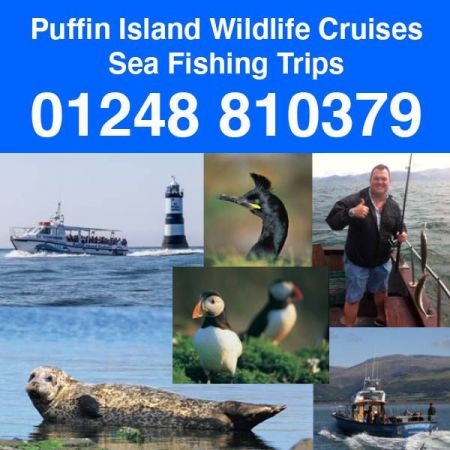Things to do in Llandudno & Rhos on Sea visit Starida Puffin Island Cruises and Sea Fishing Trips