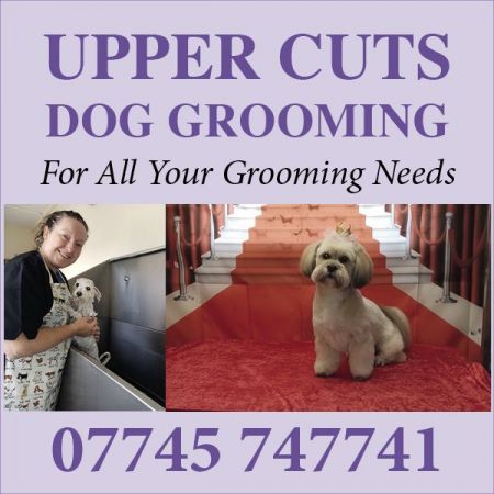 Things to do in Tewkesbury visit Upper Cuts Dog Grooming