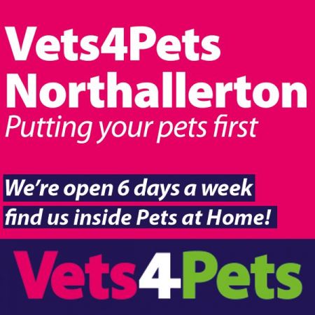 Things to do in Northallerton visit Vets4Pets