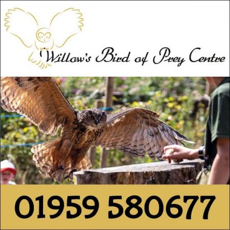 Things to do in Tunbridge Wells visit Willow's Bird of Prey Centre