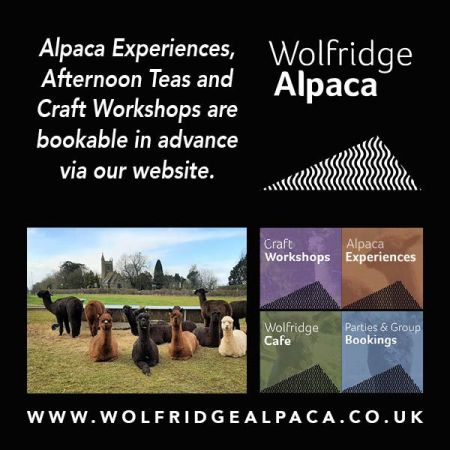 Things to do in Bristol visit Wolfridge Alpaca