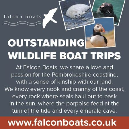 Things to do in Tenby visit Falcon Boats